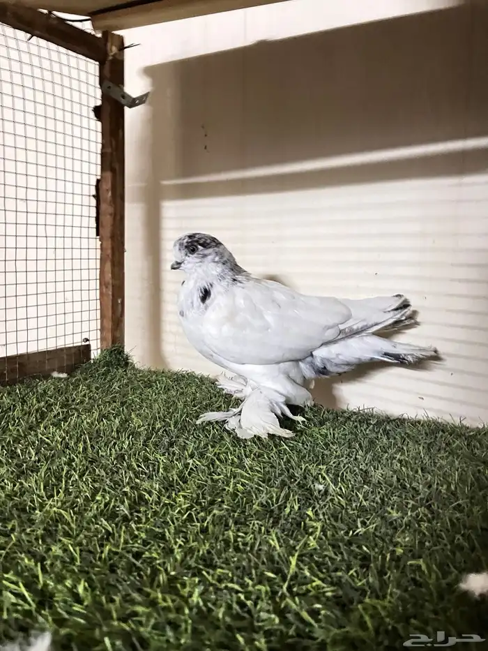 انثى لونق حمام 0