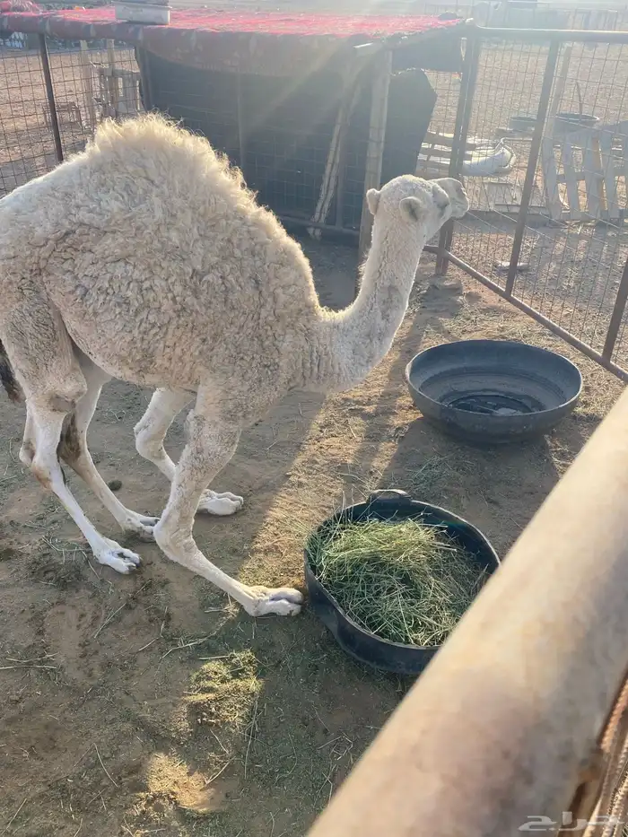 السلام عليكم بكره عمره 6 شهور 2