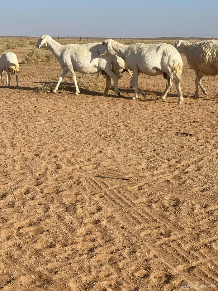 غنم دفيع وشاه والد العدد 10 1