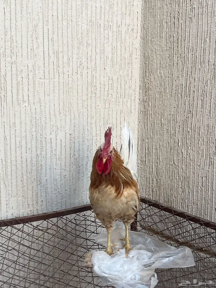 ديك شمسي يضرب مشالله عليه 0