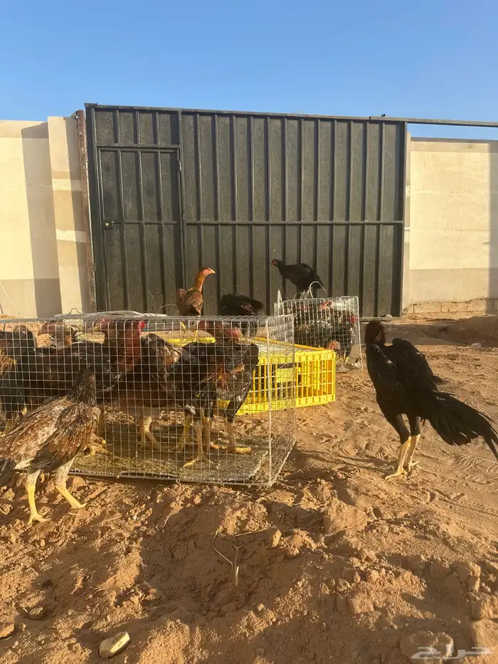 دجاج شامو ياباني الماني (تفريد جمله) أسعار مميزه 2