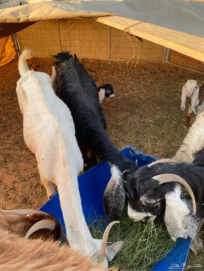 معزا مواليد 1