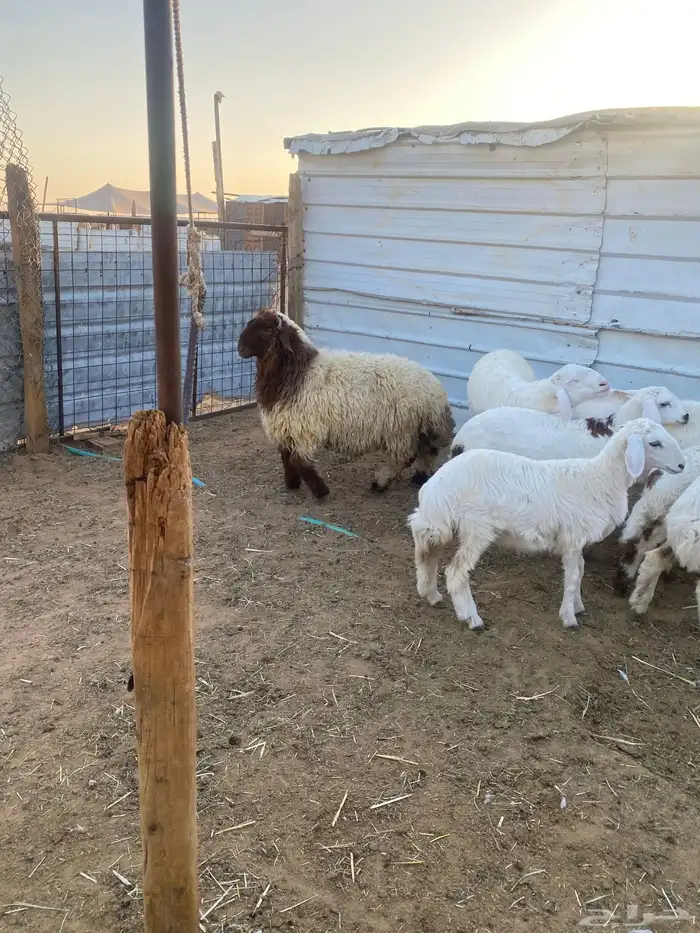 ذبايح طيبه نعيمي وحري 4