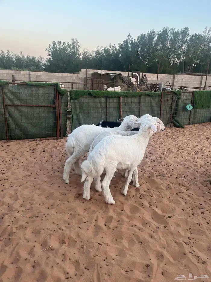 هرافى حري عدد 4 خرفان 4