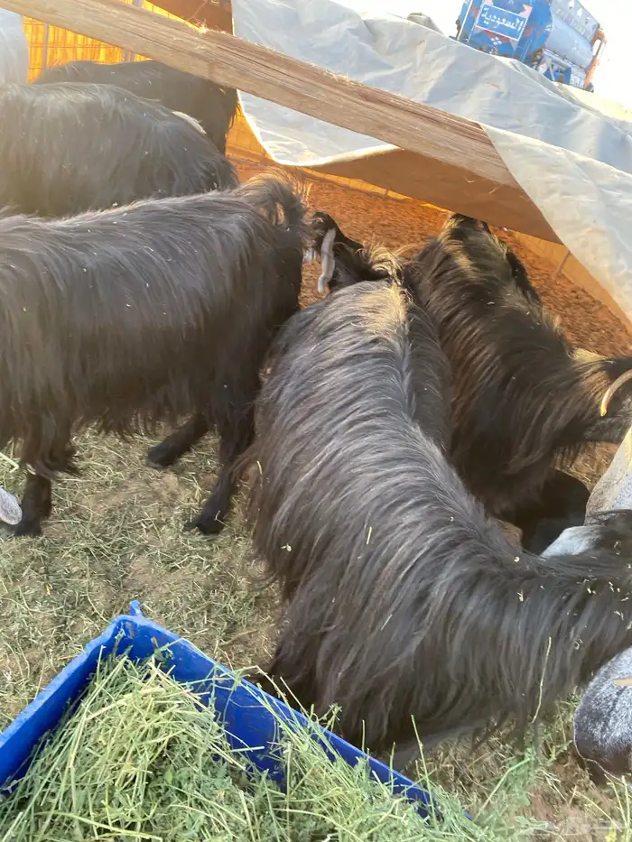 معزا مواليد 8