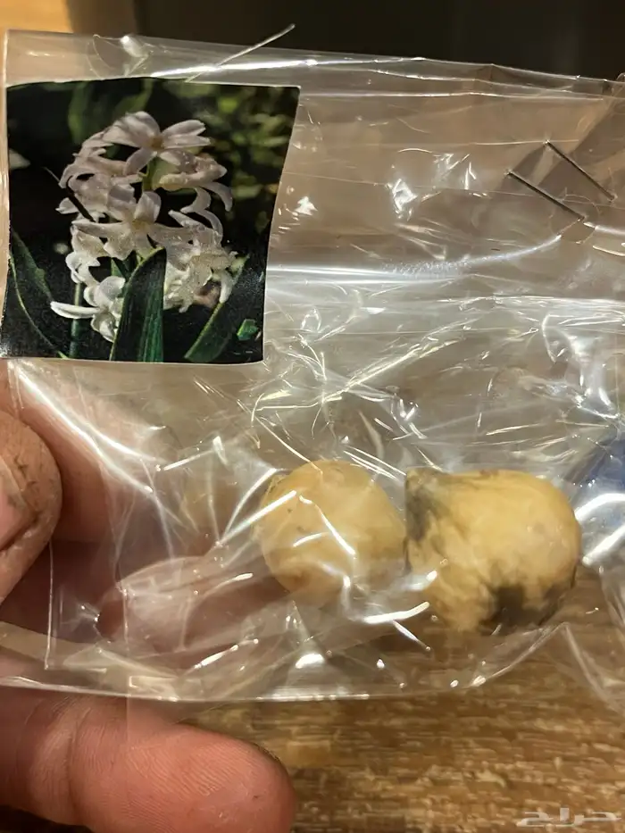 ورد بصيلات نمساوية 8