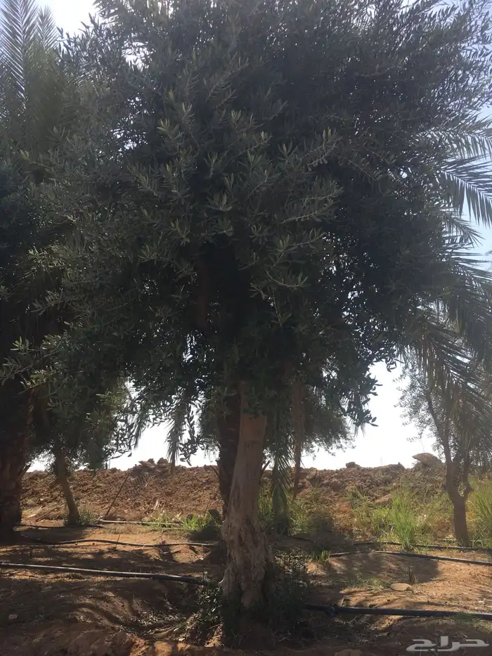 شجر ساق زيتون معمراشجار زيتون ساق معمر 20