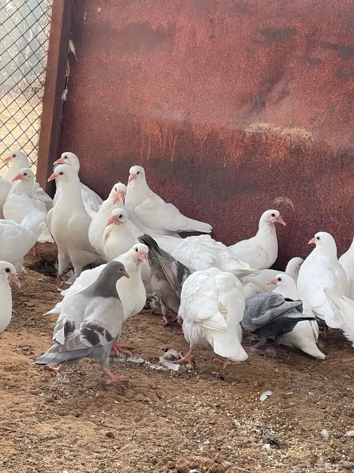 زغاليل حمام 3