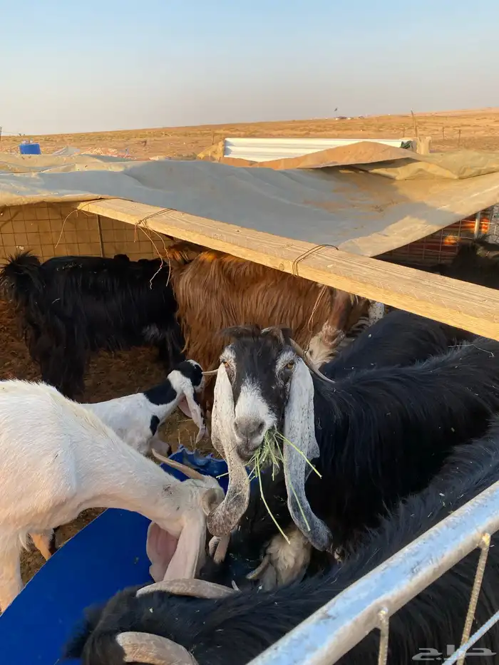 معزا مواليد 0