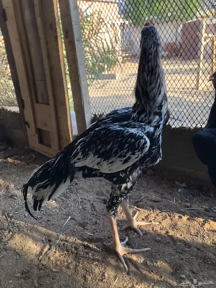 ديك سندي نسل غبشان 3