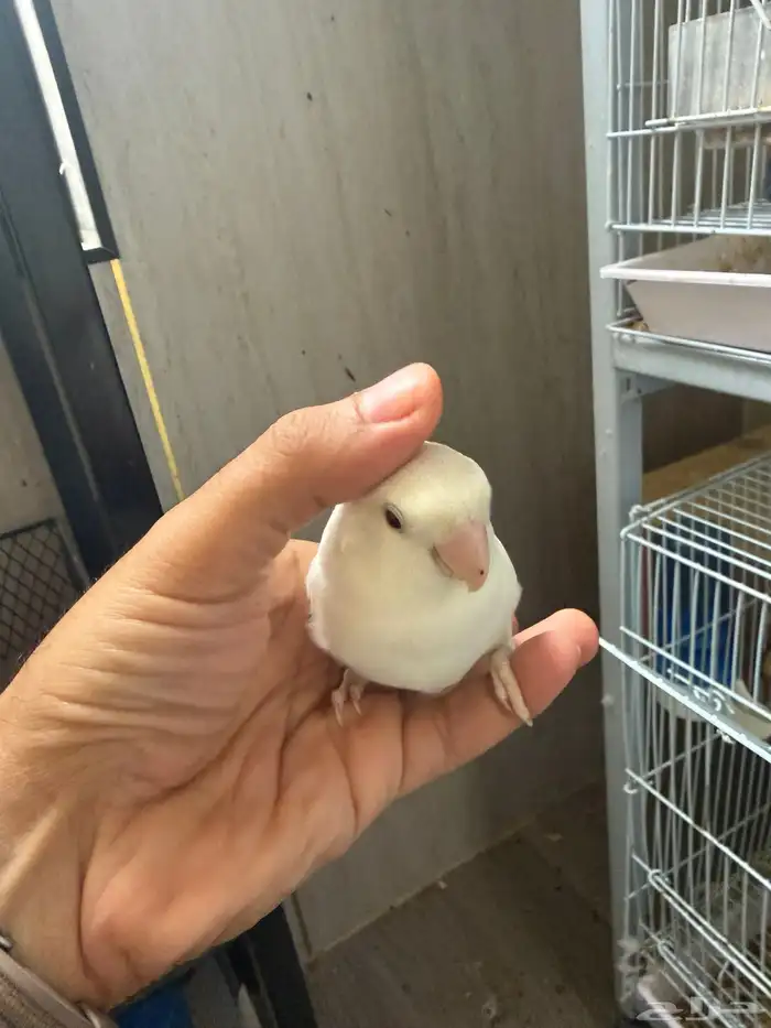 روز ألبينو زوج   منتج سابق 1