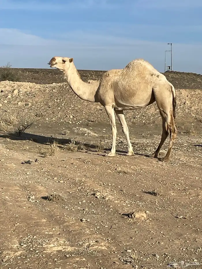 حايل سديس ماقد استالدت تلقح وتفيخ طول وارتفاع وكل مافيها طي 0