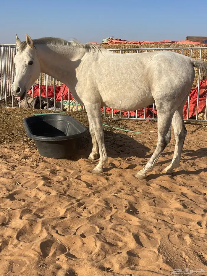 حصان شعبي طيب للبيع او البدل 0