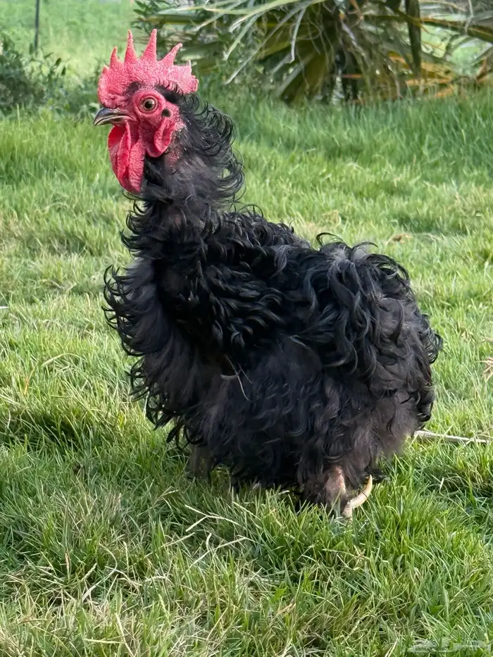 دجاج زينه كوشن مفتل 3