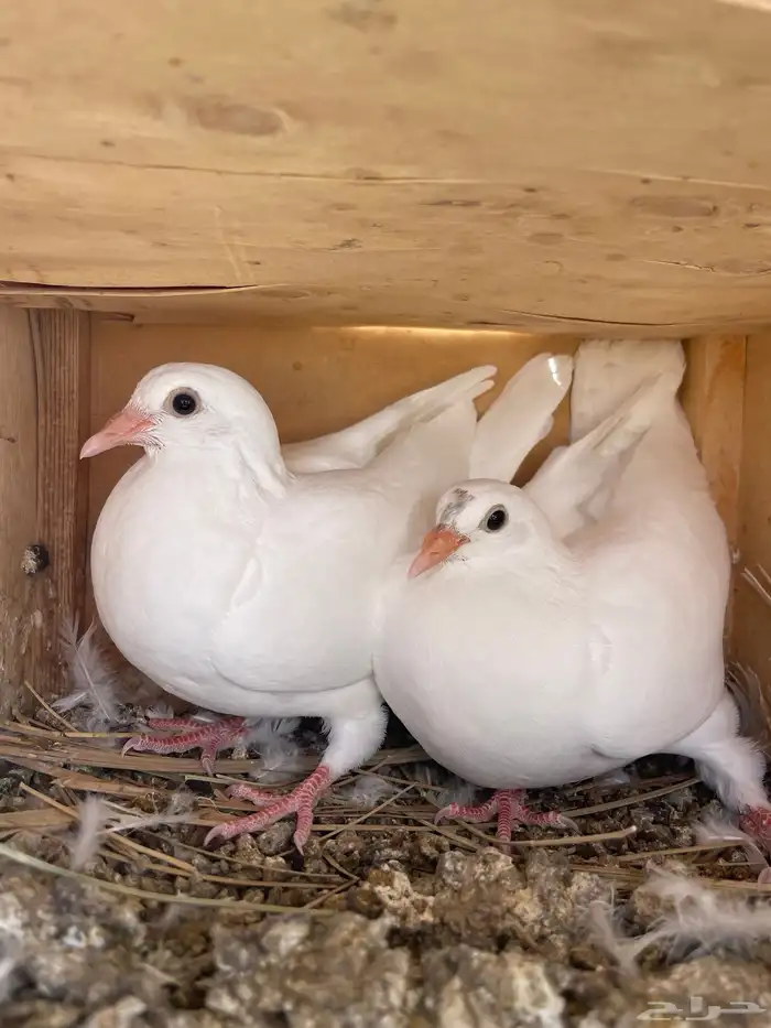 للبيع بسابيس 10 اجواز 5