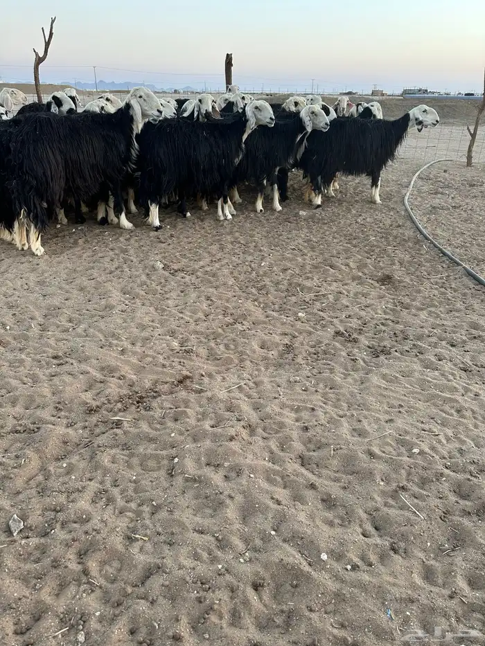 نجد طيبه فحص سونار 3