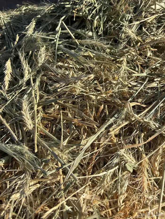 علف شعير بسبله 0