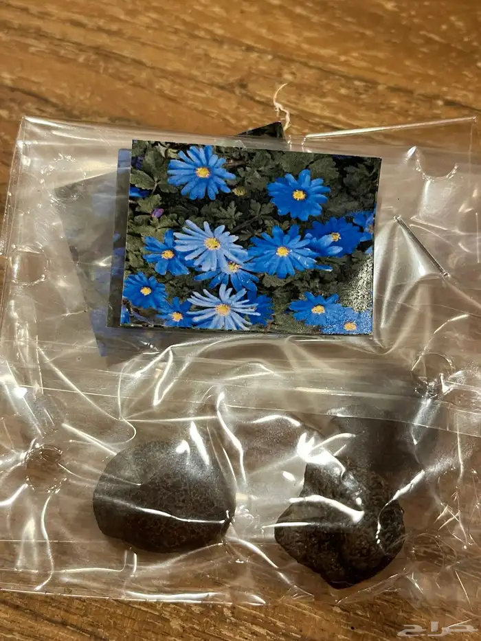 ورد بصيلات نمساوية 6