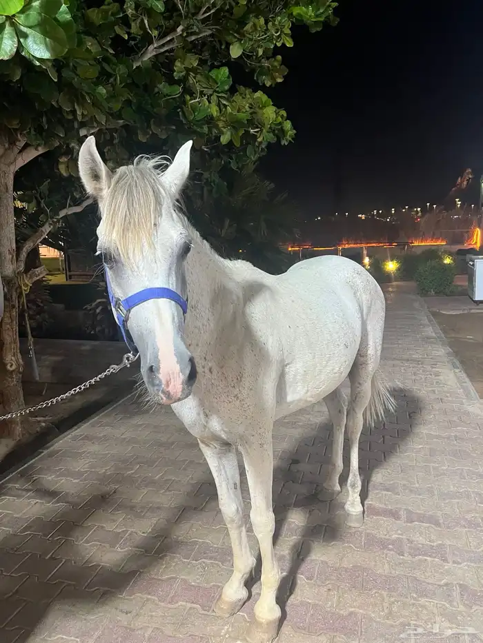 حصان للبيع 1