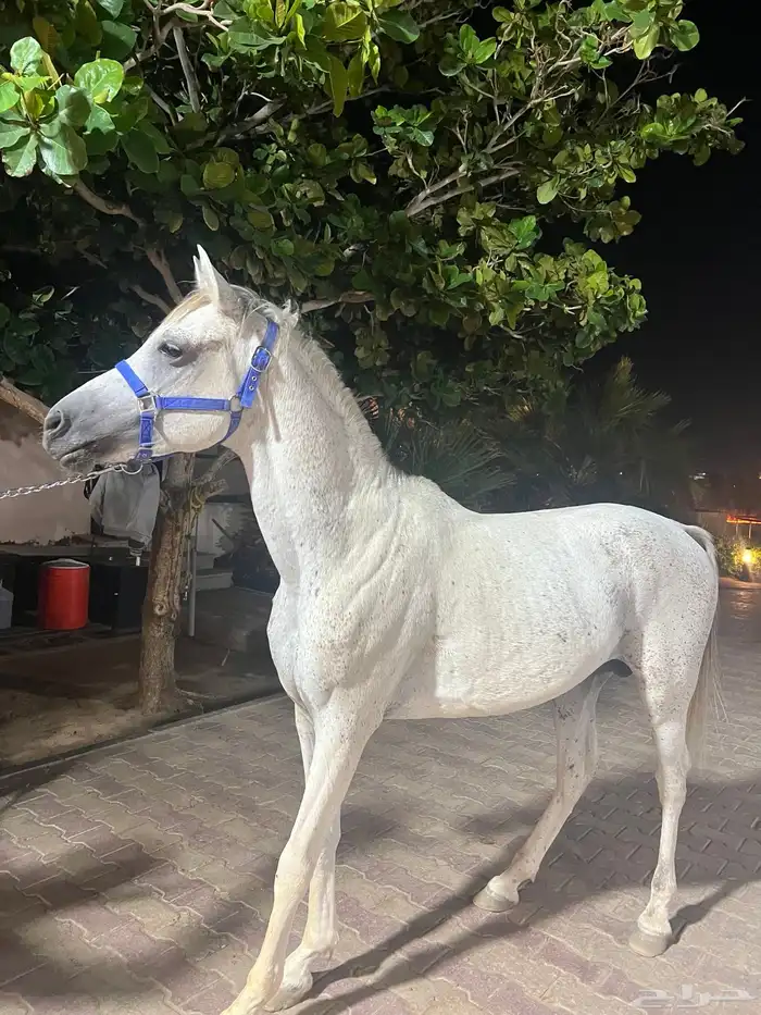 حصان للبيع 4