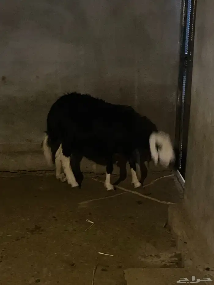 للبيع شاه نجديه حايل 3