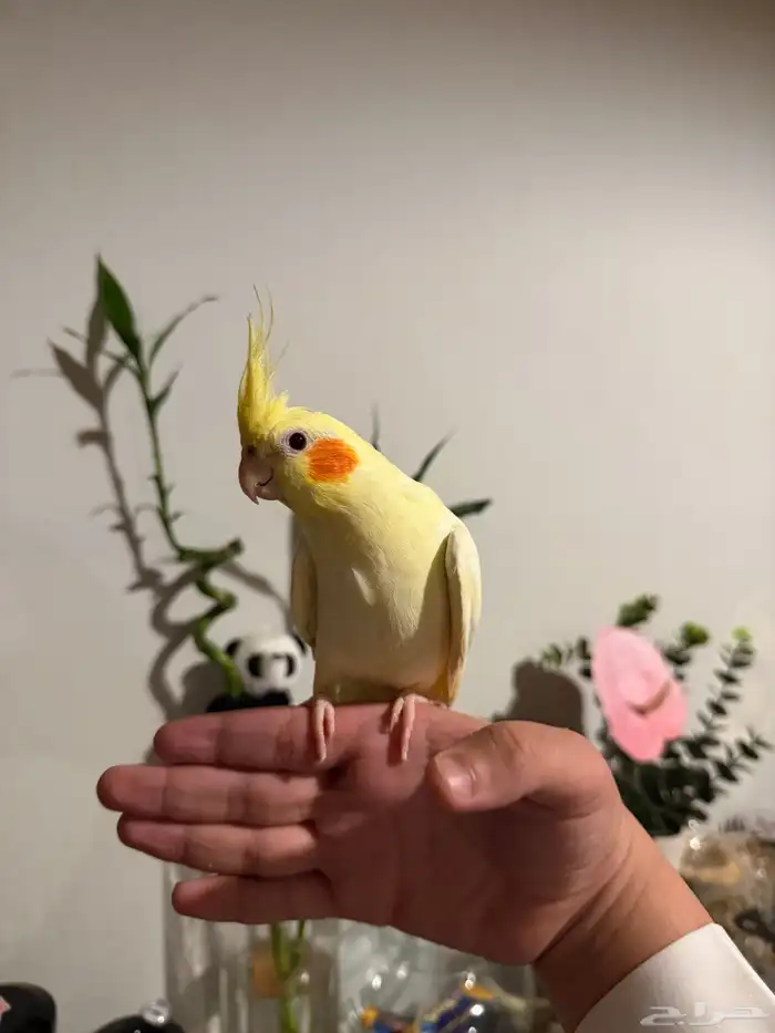 عرض لكم كروان لاتينو متكلم اليف مع الكبير والصغير 0