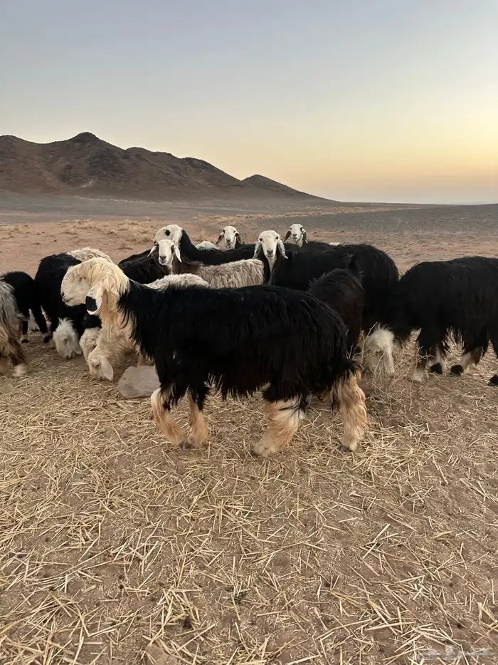 خروف نجدي فحل 0