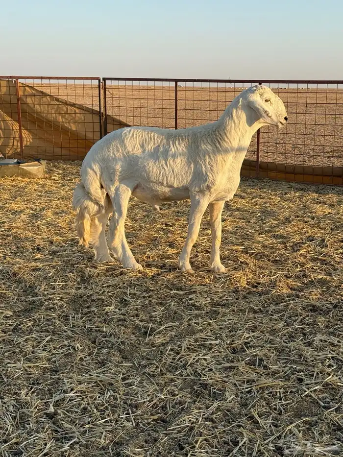 مشروع فحل حري صنف الصنف 0