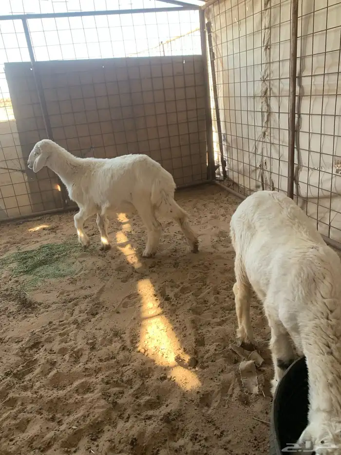 للبيع رخل اربع شهور او طلي 3 شهور ونص 5