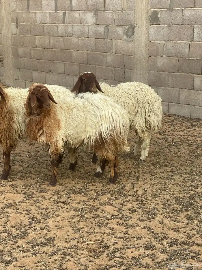 جذعات مقاني 6