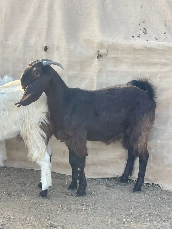 للبيع عدد5جفار مشاريك قبرصيه مصريه 9