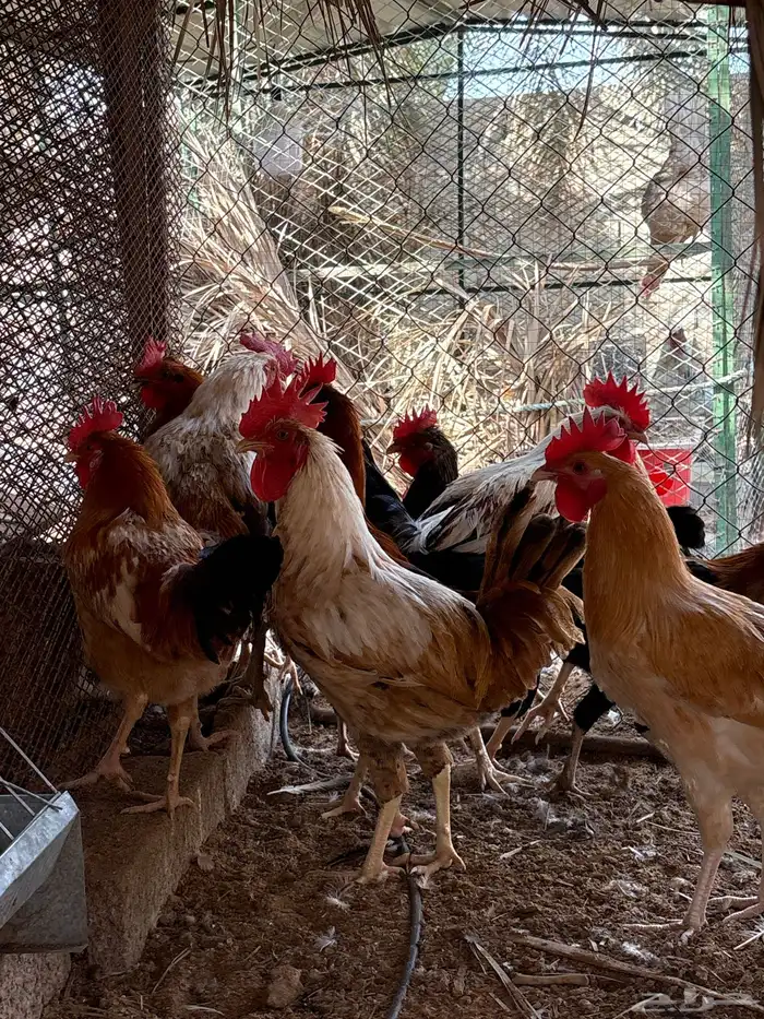 دجاج و ديكه بلدي 3