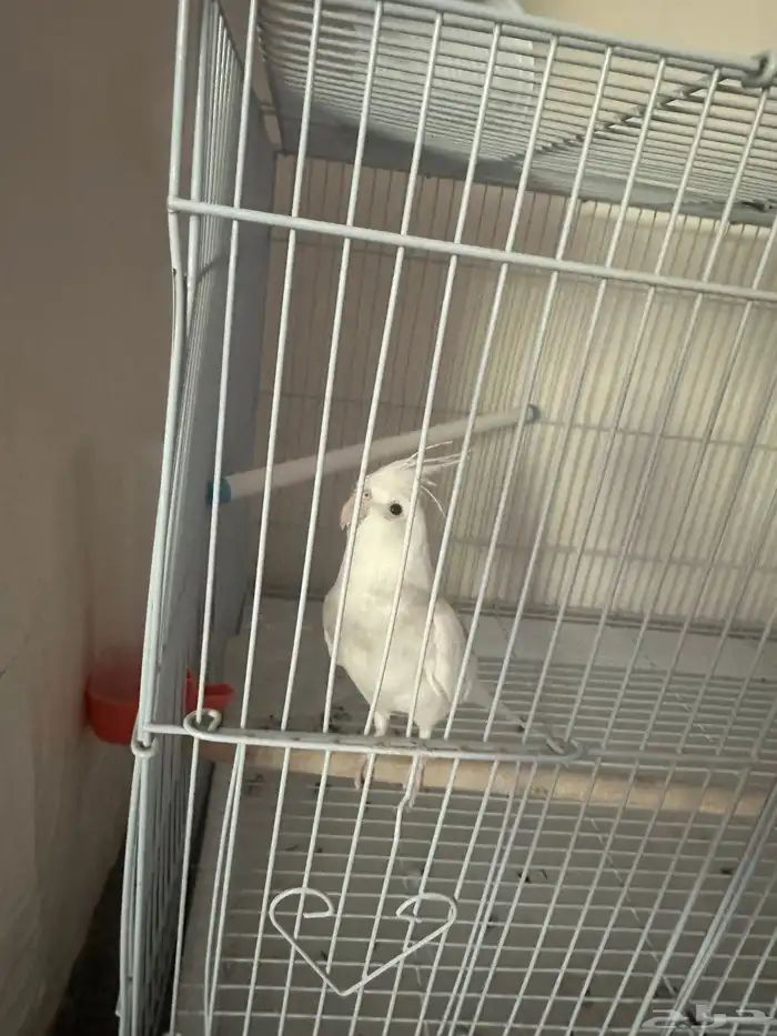 كروان متكلم وهدد خارجي وداخلي 3