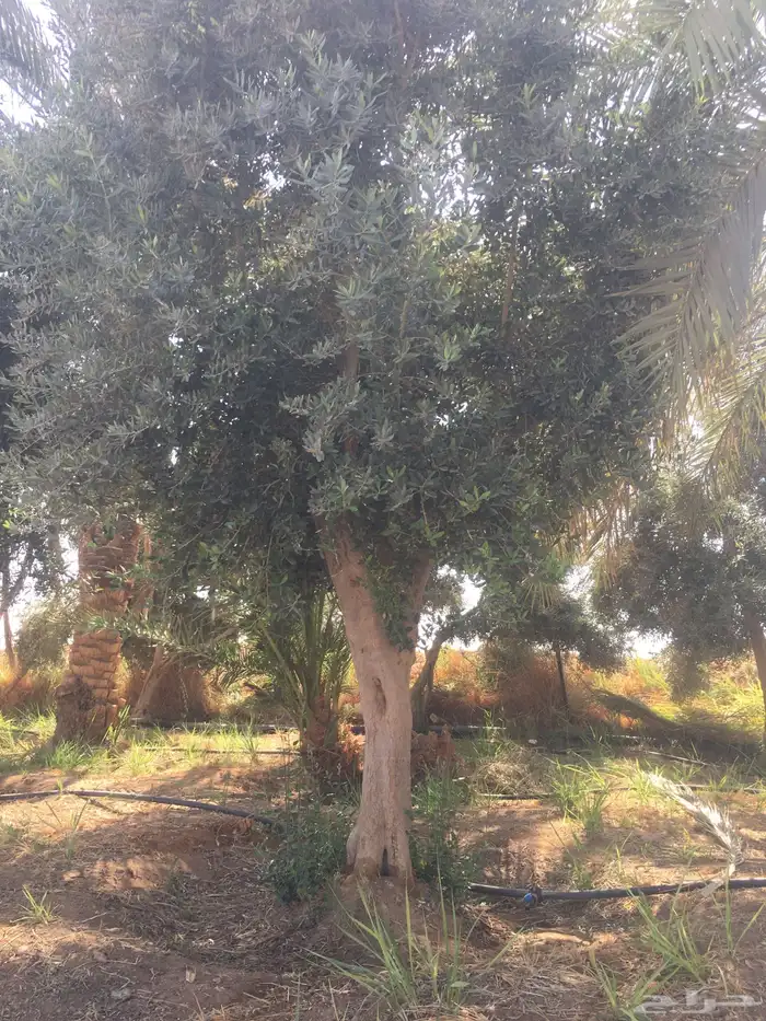 شجر ساق زيتون معمراشجار زيتون ساق معمر 23