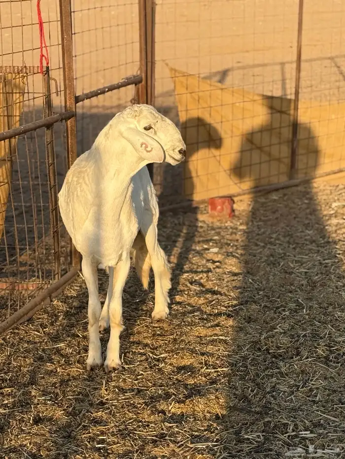 مشروع فحل حري صنف الصنف 1