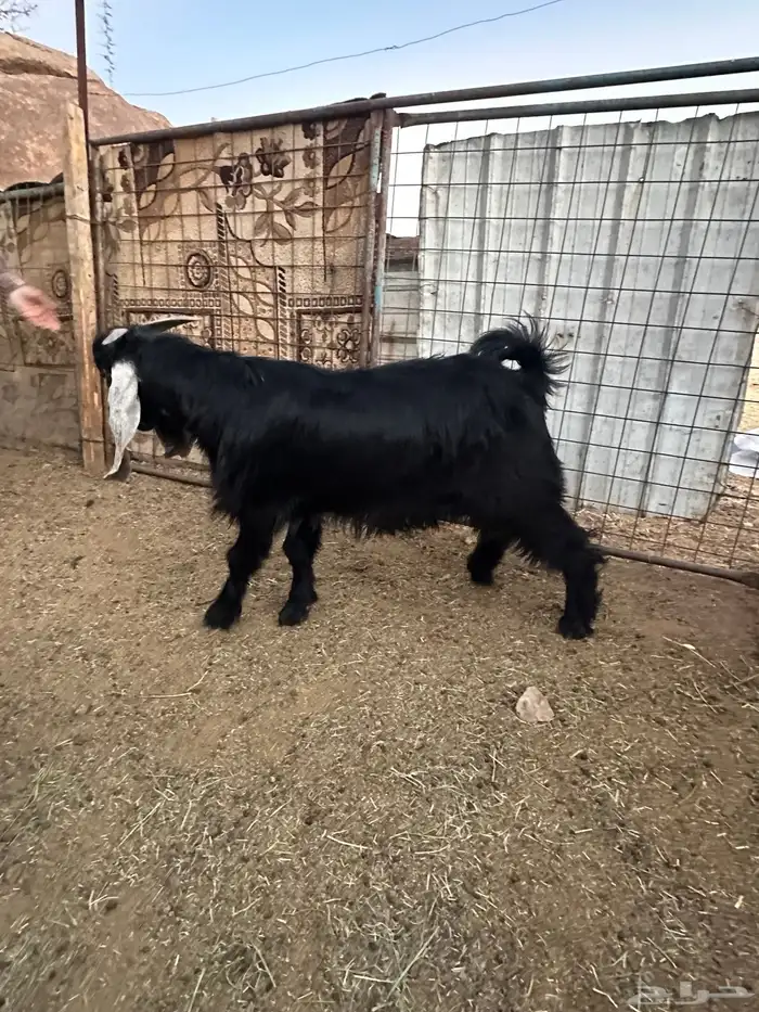 تيس عارضي عمره 6 شهور 0