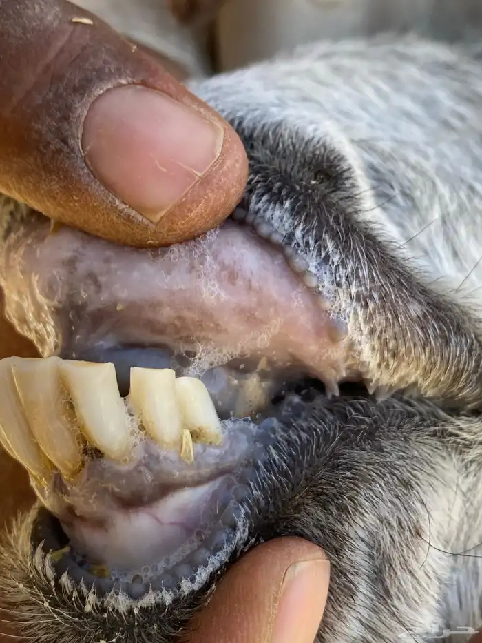 معزا مصريات صنف شهب دفيع ومضاريع شرط 30