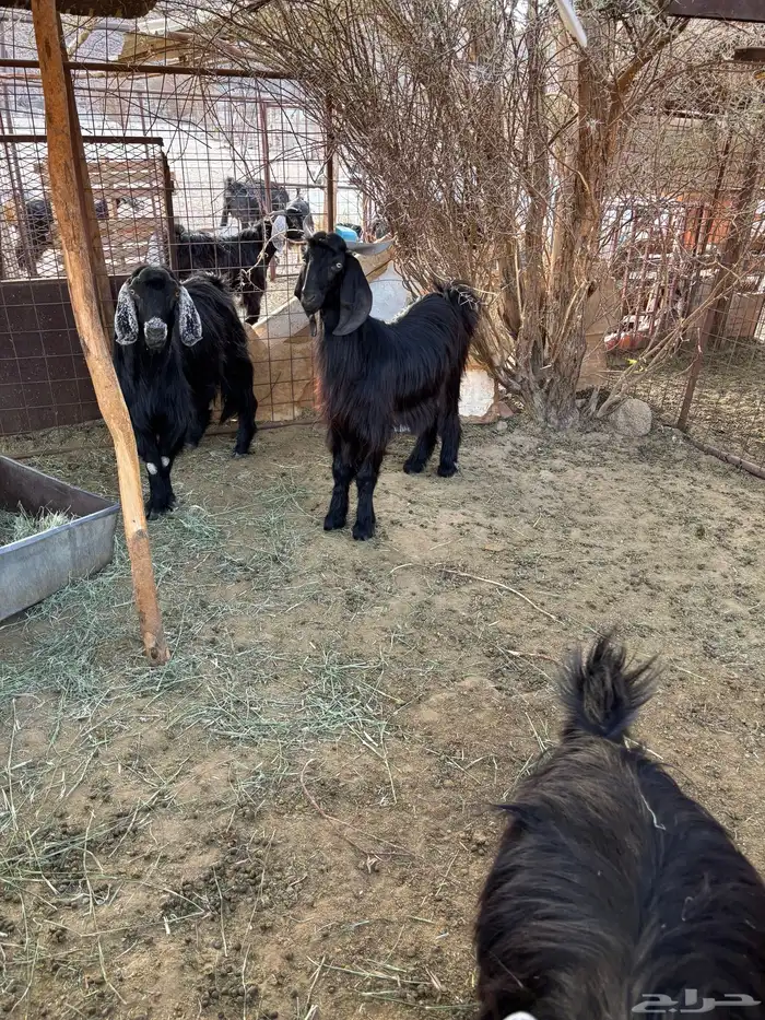 تيوس عارضيه 2