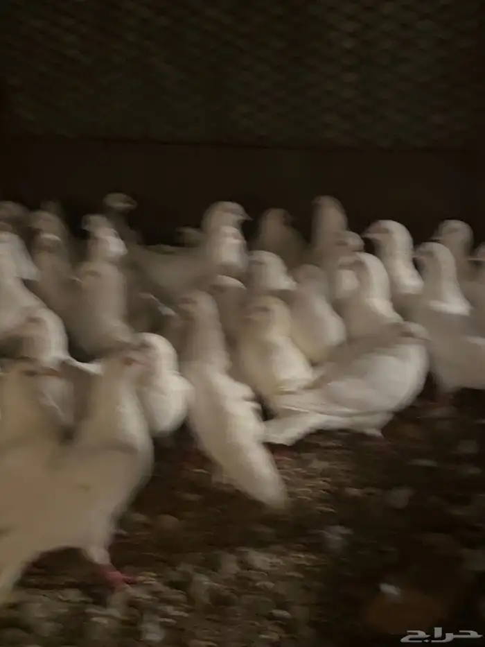 تم البيع الله يبارك لرعيه 8