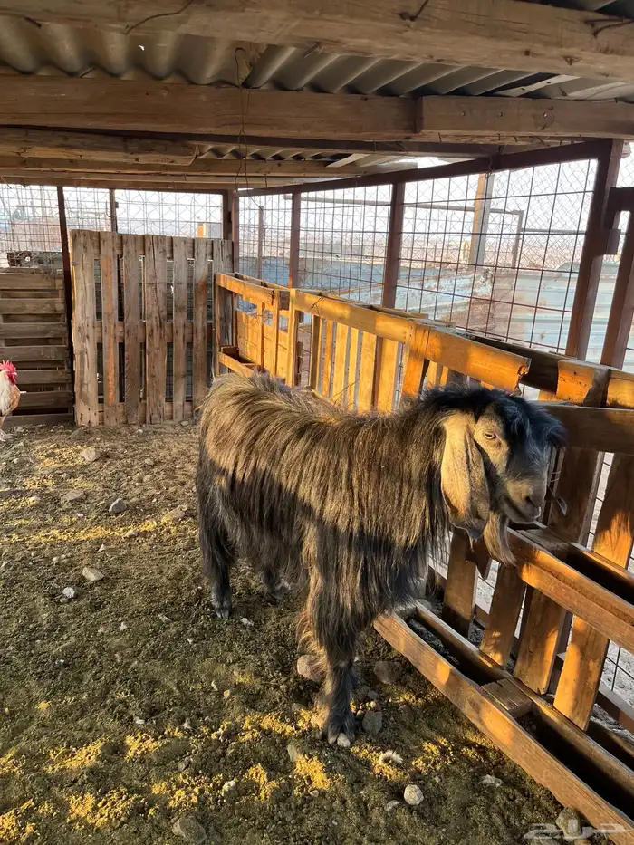 تيس فحل للبيع 0