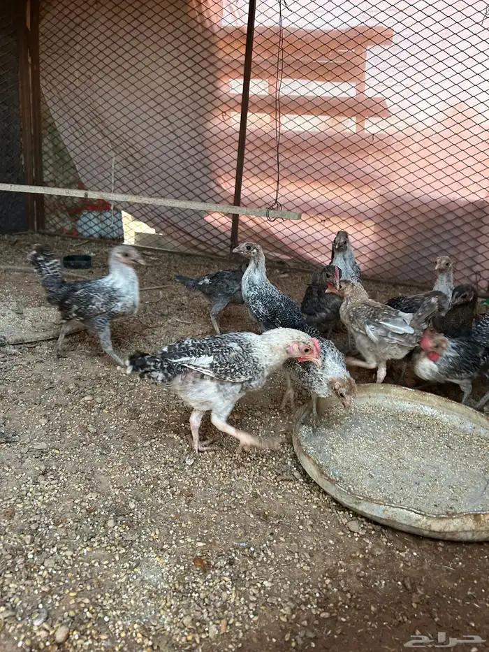 صوص فيومي للبيع 0