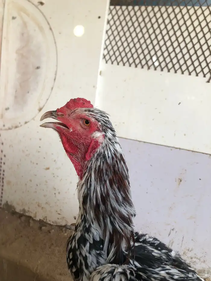 ديك سندي نسل غبشان 1