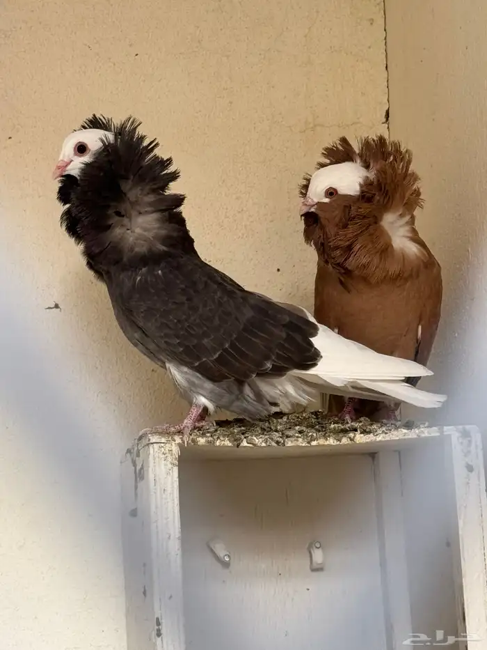 زوج جاكوبين 1