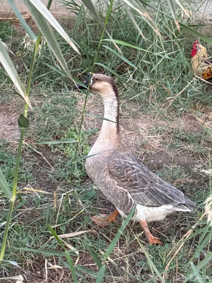 للبيع ذكر وز عراقي السعر 150 صحه ونضافه 2