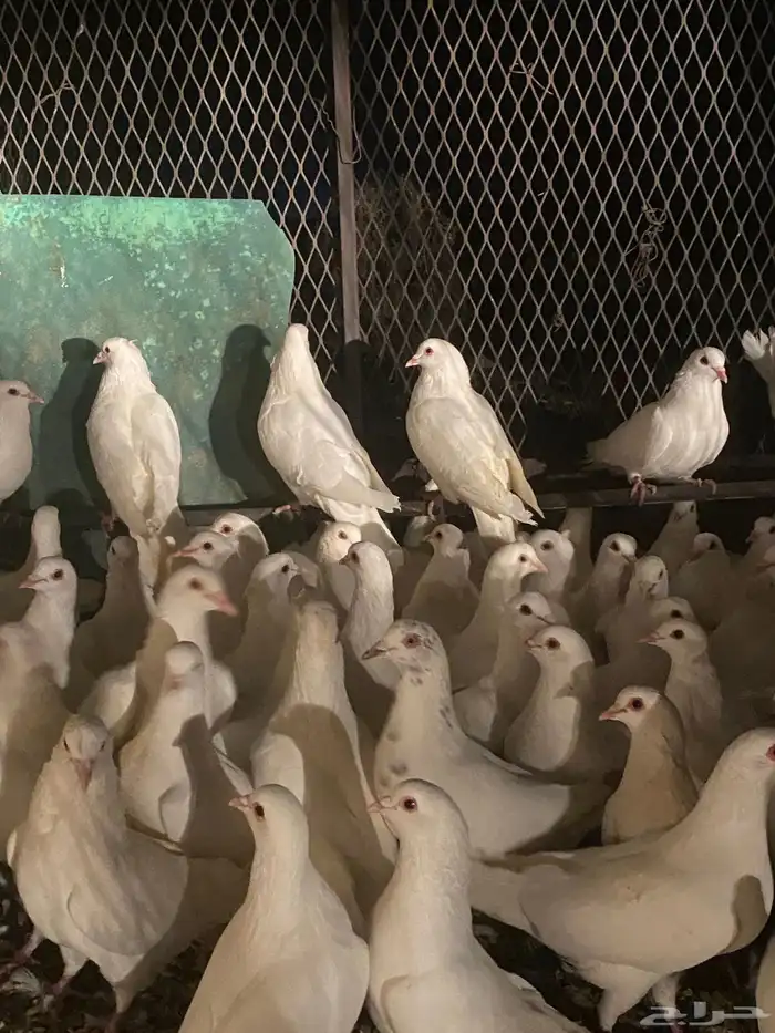 تم البيع الله يبارك لرعيه 10