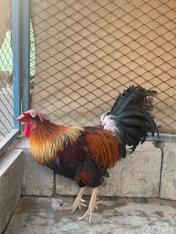 ديك فري جرم كبير التفاصيل في اعلاني السابق 10