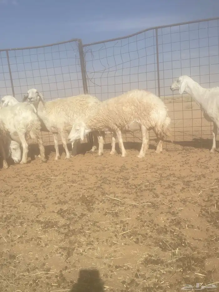 غنم دفيع وشاه والد العدد 10 5