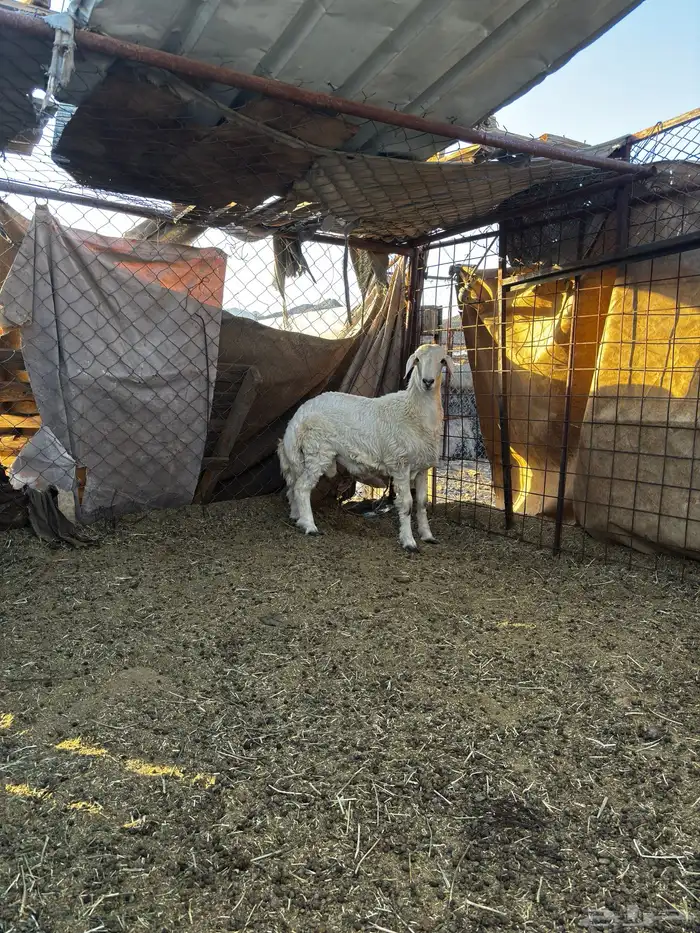 خروف ذبيحه 0