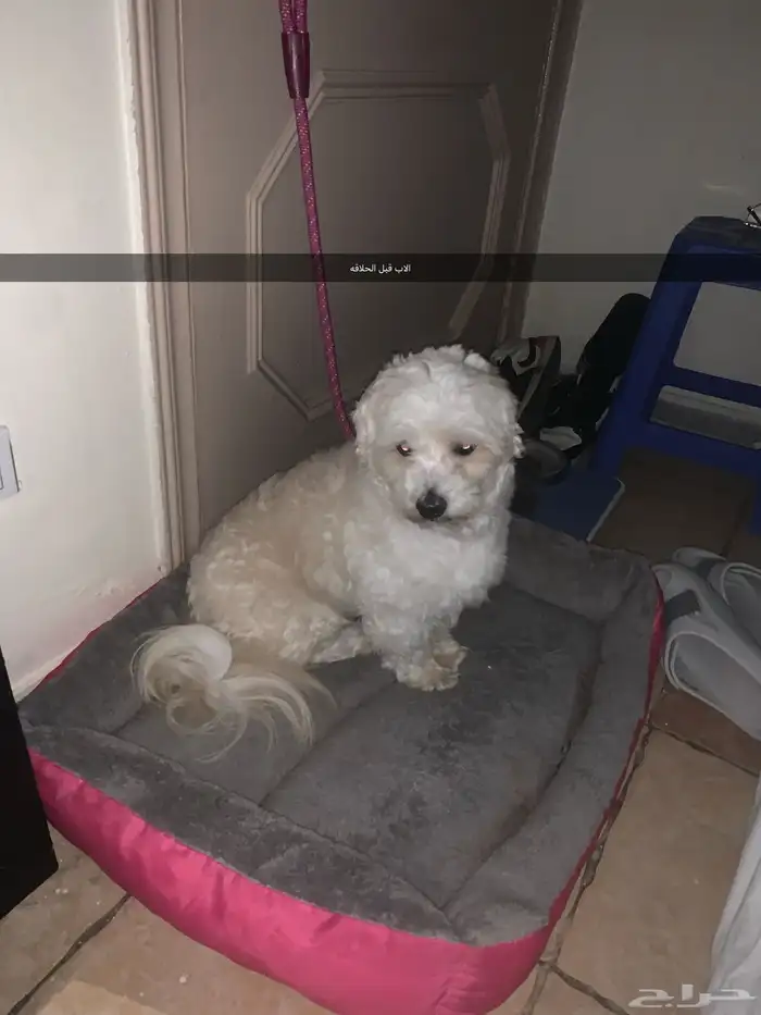 جرو مالتيز مكس41 يوم 7