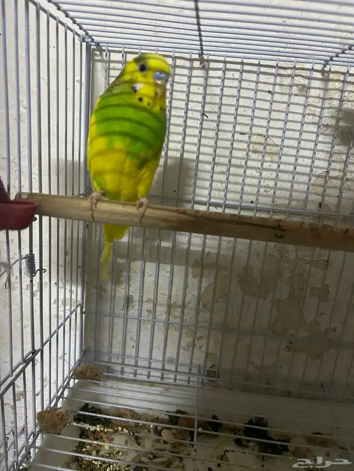 سلام عليكم ذكر بادجي 2